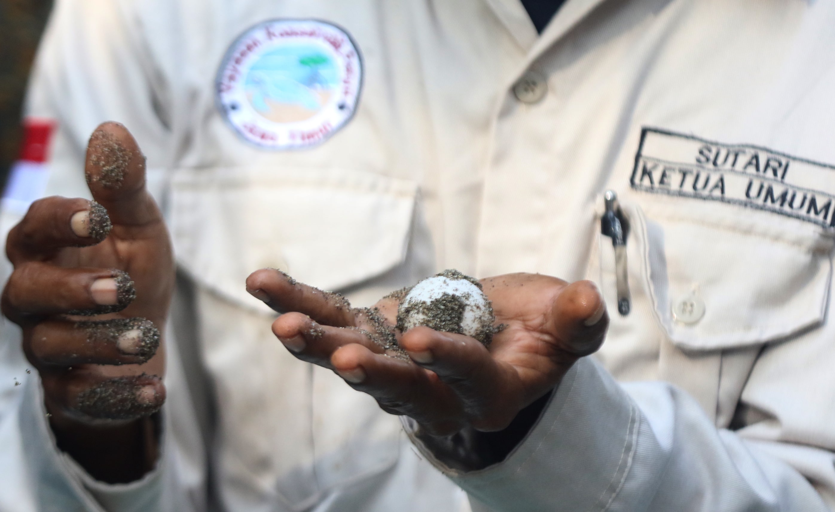 LINDUNGI SATWA: Salah satu anggota Bajulmati Sea Turtle Conservation (BSTC) menunjukkan telur penyu yang diselamatkan kemarin. Mayoritas ditemukan di Pantai Bajulmati, Desa Gajahrejo, Kecamatan Gedang