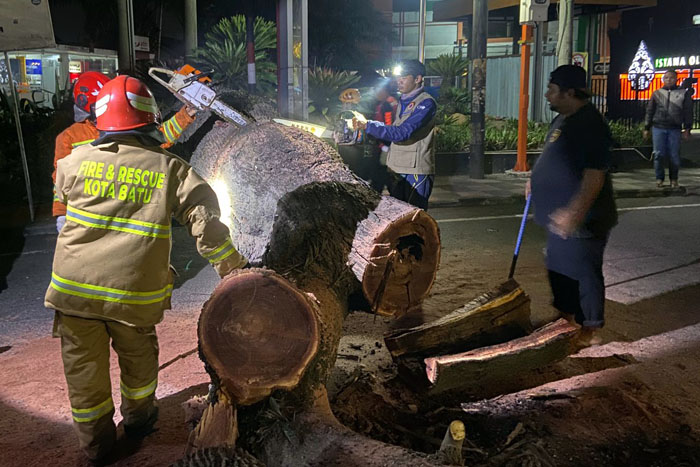 Petugas Damkar dan BPBD Kota Batu memotong batang pohon akasia yang tumbang di Jalan Raya Diponegoro, Kelurahan Sisir, Kecamatan Batu, Kota Batu