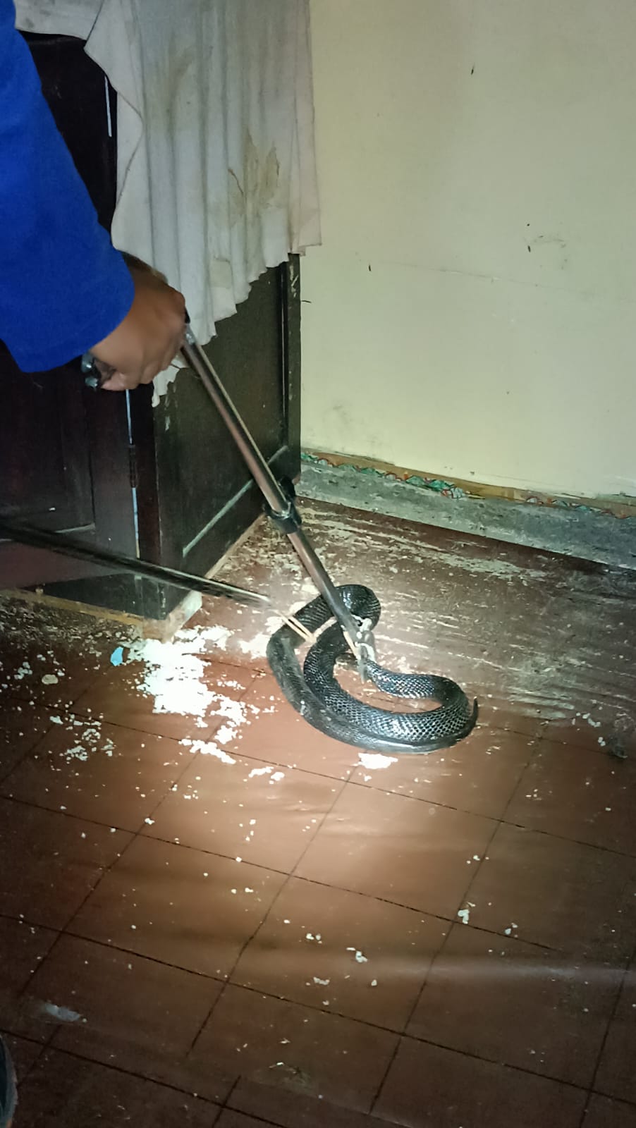 Seorang personel Damkar Kabupaten Malang menjepit ular yang masuk rumah warga