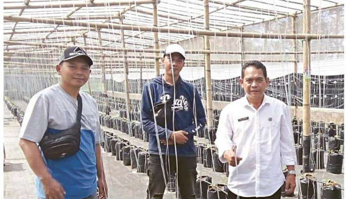 CANGGIH: Beberapa petani meninjau hasil pertaniannya di greenhouse Desa  Karangpandang, Kecamatan Pakisaji, Jumat lalu (5/7). Mulai proses pemupukan hingga  penyiraman sudah berbasis internet.