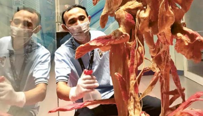 PERAWATAN: Teguh Wijiono menyemprotkan alkohol ke salah satu  cadaver di Museum Tubuh Jatim Park I untuk mencegah munculnya jamur.