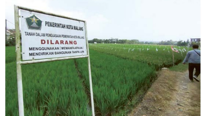 LAHAN HIJAU: Salah satu aset milik Pemkot Malang di Kelurahan Pandanwangi, Kecamatan Blimbing digunakan untuk lahan pertanian.