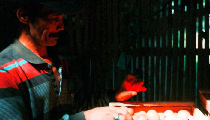 PAKAN AYAM MAHAL: Peternak ayam petelur di Kelurahan Wonokoyo, Kecamatan Kedungkandang tengah melakukan proses sortir. Harga telur di tingkat sudah naik sejak beberapa hari terakhir.