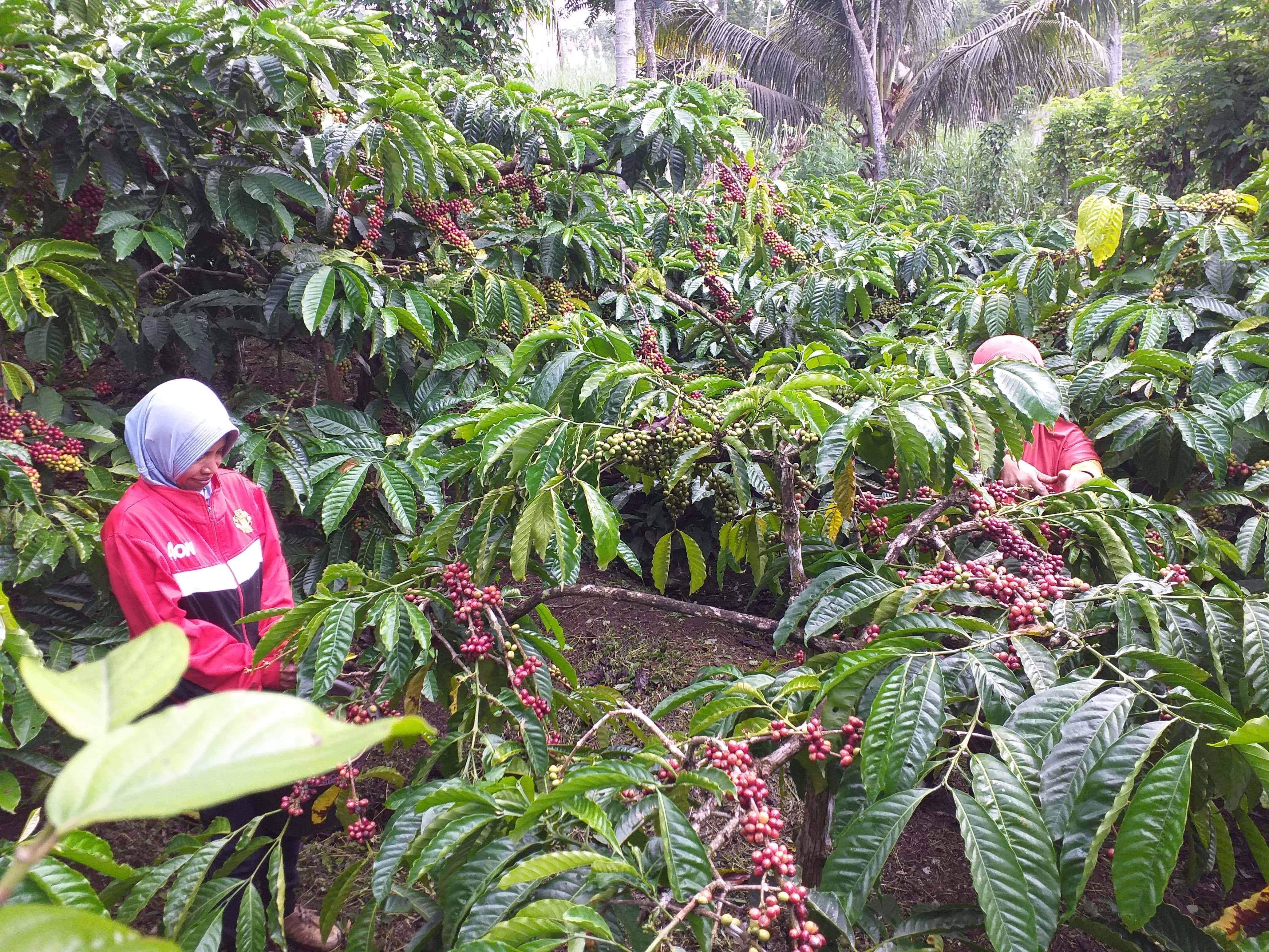 BUTUH PERHATIAN: Petani kopi di Desa Ampelgading, Kecamatan Tirtoyudo, Kabupaten Malang memeriksa tanamannya kemarin.