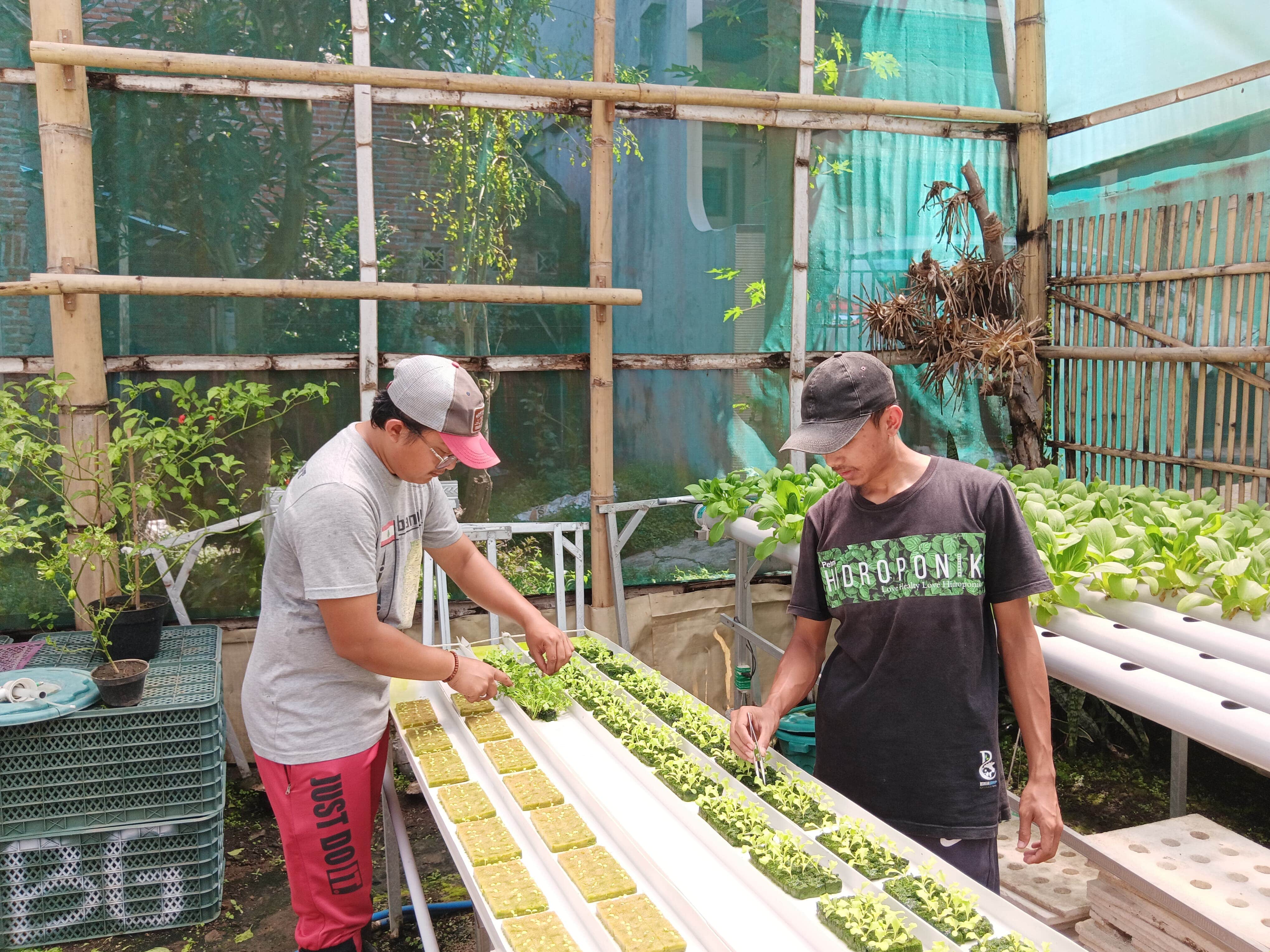 PETANI: Pemilik Berkah Group Hidroponik Muhammad Puji Ar-Rahmah (kiri) memeriksa sayuran di green house kemarin.