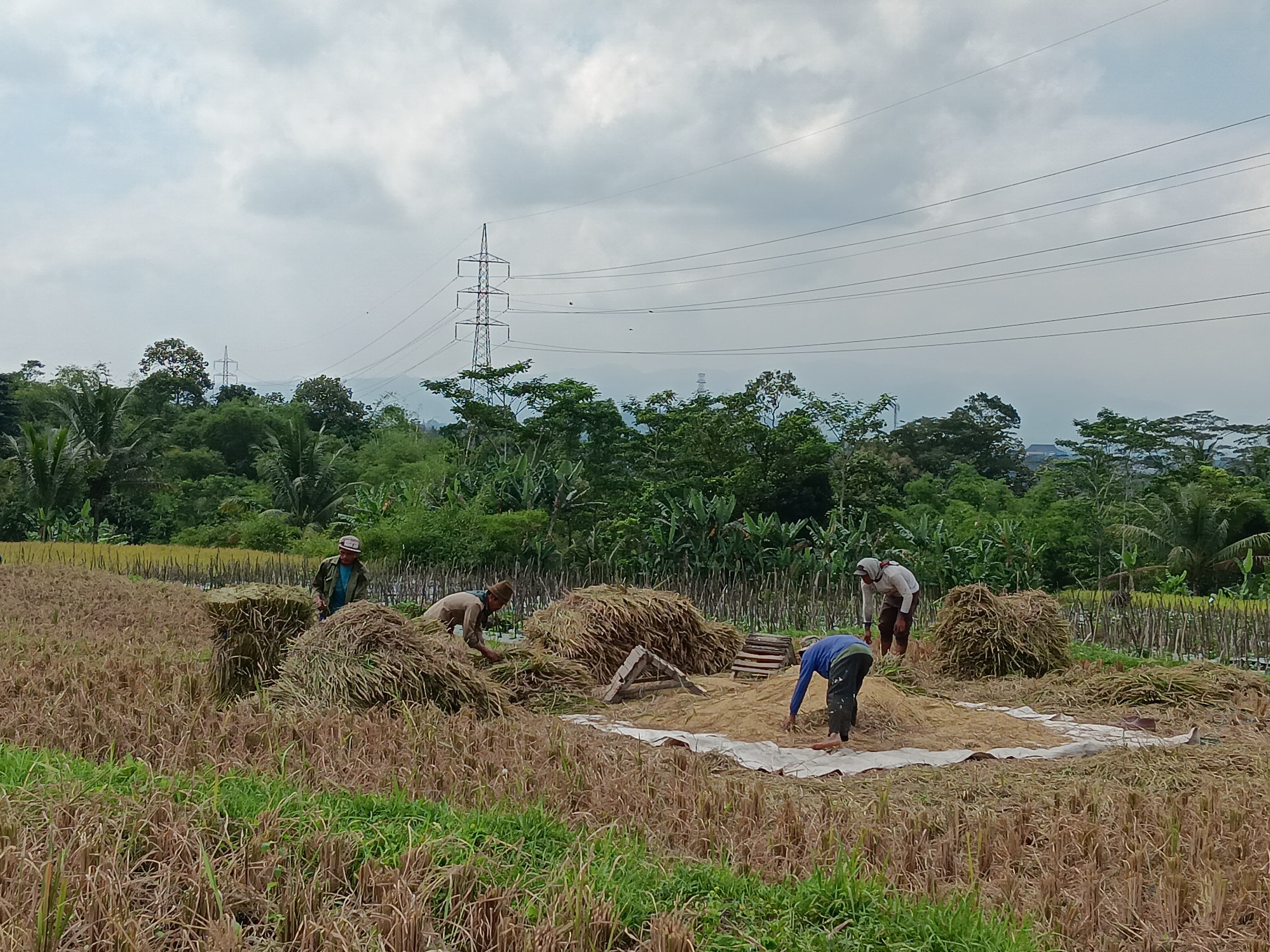 IMBAS ALIH FUNGSI: Para petani di Bumi Kanjuruhan memanen padi di sawahnya. Produksinya selalu menyusut setiap tahun.