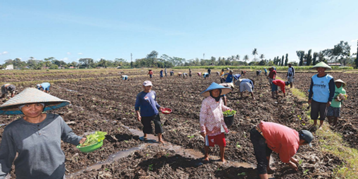 SUKARELA: Puluhan petani di Dusun Sambigede, Desa Ngebruk, Kecamatan Sumberpucung, Kabupaten Malang, menanam kopi Jumat lalu. Mereka bergotong-royong setiap ada warga yang membutuhkan bantuan tenaga.