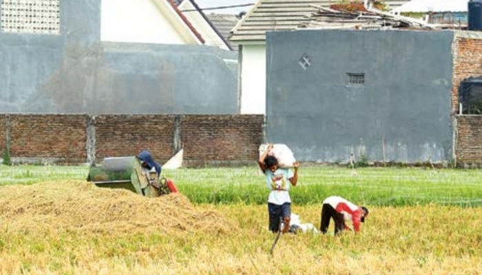 TERUS MENYUSUT: Kecamatan Kedungkandang menjadi wilayah dengan lahan sawah terluas di Kota Malang. Di sana masih ada 510 hektare lahan sawah.
