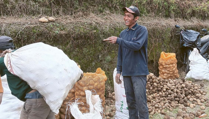 MUSIM PANEN: Petani kentang di Desa Ngadas, Kecamatan Poncokusumo memanen hasil tanamannya.