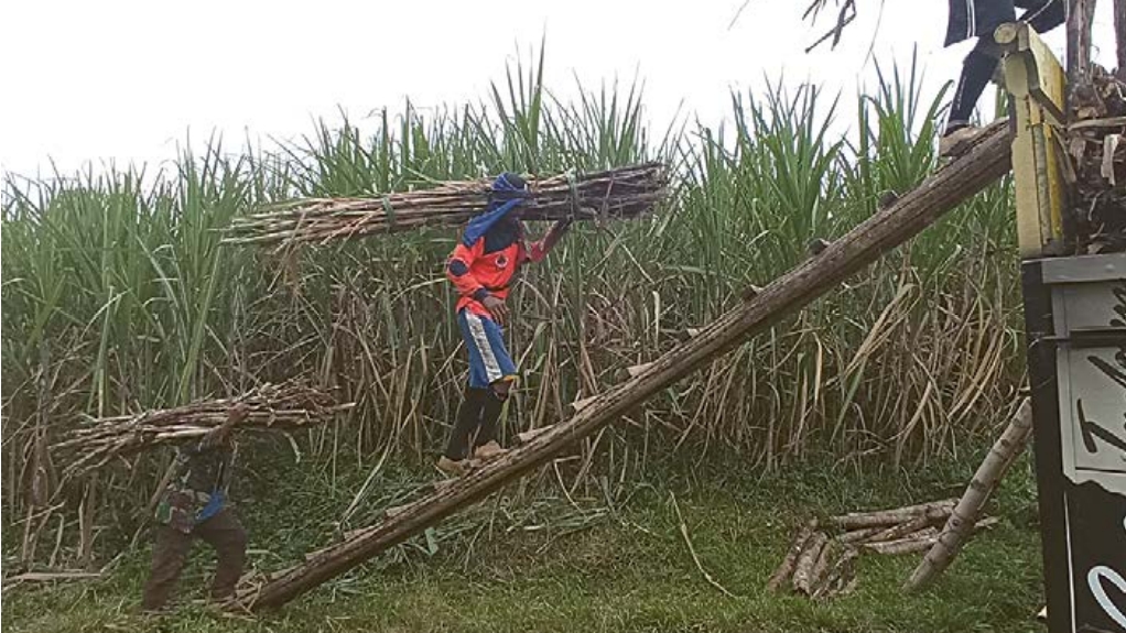 PANEN: Para petani di Donomulyo, Kabupaten Malang mengang-kut tebu untuk dibawa menggunakan truk.