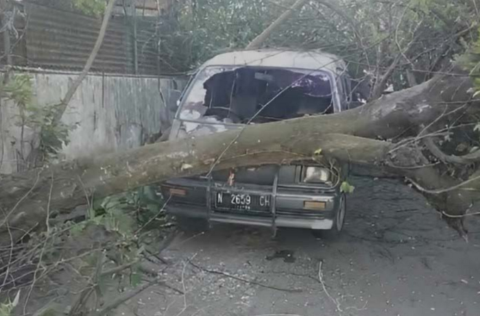 RUSAK PARAH: Kondisi salah satu mobil Suzuki Carry yang tertimpa pohon kersen kemarin sore.