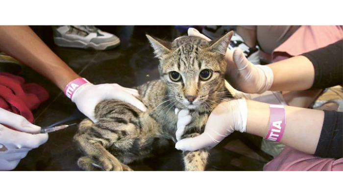 PEMINAT MEMBELUDAK: Salah satu kucing menjalani proses sterilisasi di Polresta Malang Kota, kemarin.