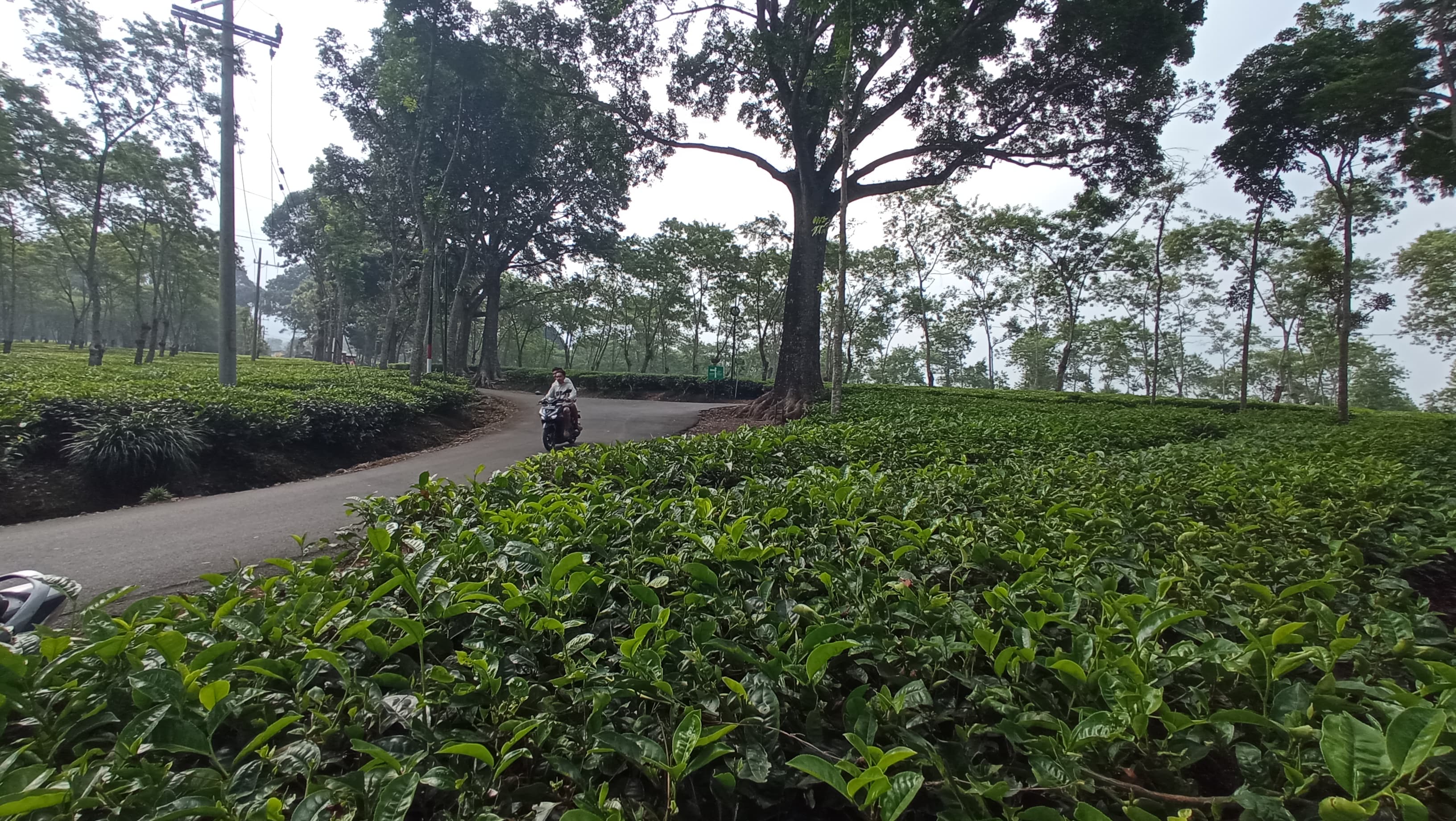 DESTINASI: Salah seorang wisatawan melintasi area perkebunan teh di Kebun Teh Wonosari, Kecamatan Singosari, Kabupaten Malang, kemarin (14/8).