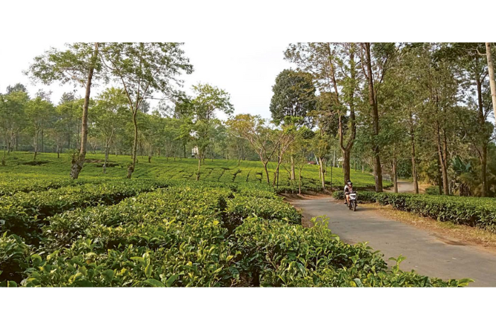 DESTINASI: Salah seorang dia. (iza/dan) wisatawan melintasi area perkebunan teh yang berada di Kebun Teh Wonosari, Kecamatan Singosari, Kabupaten Malang, kemarin (14/8).