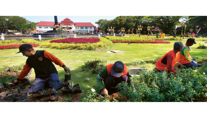 DIKEBUT: Para pekerja dan ahli taman mengganti sejumlah tanaman dan rumput Alun-Alun Tugu yang rusak akibat terinjakinjak, Kamis, (15/8).