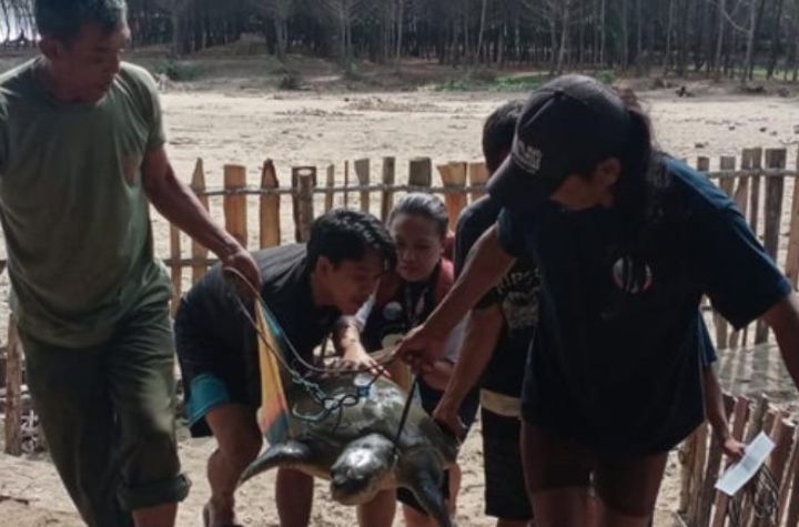 Pelestarian Populasi Penyu di Daerah Pesisir Malang.