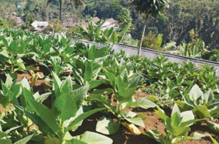 PERTANIAN: Tanaman tembakau di Kabupaten Malang tumbuh subur. 25 kecamatan sudah mempunyai lahan tembakau.