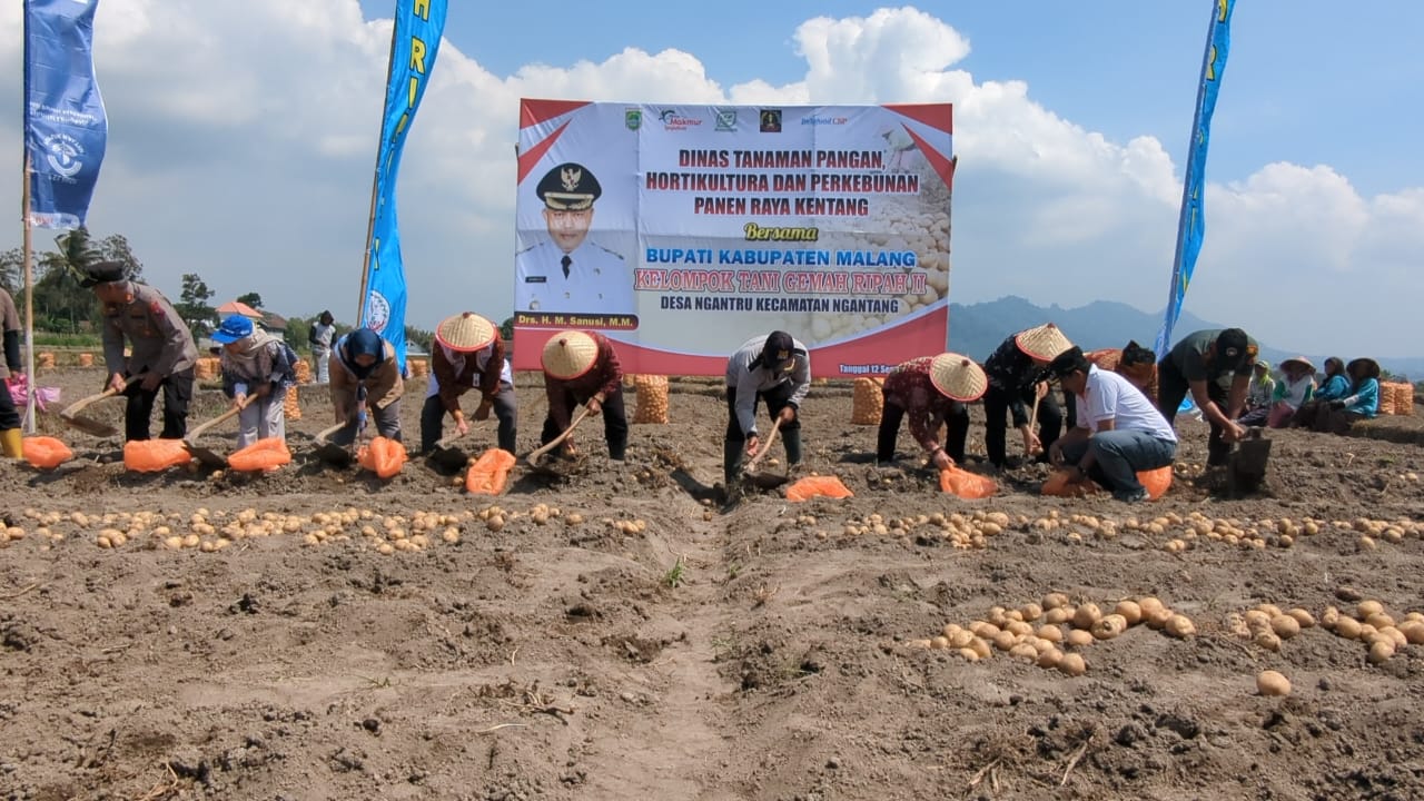 PANEN RAYA: Para petani yang tergabung dalam program kemitraan memanen kentang kemarin (12/9). Mereka tidak perlu bingung soal pemasaran karena hasil produksi langsung dibeli Indofood.