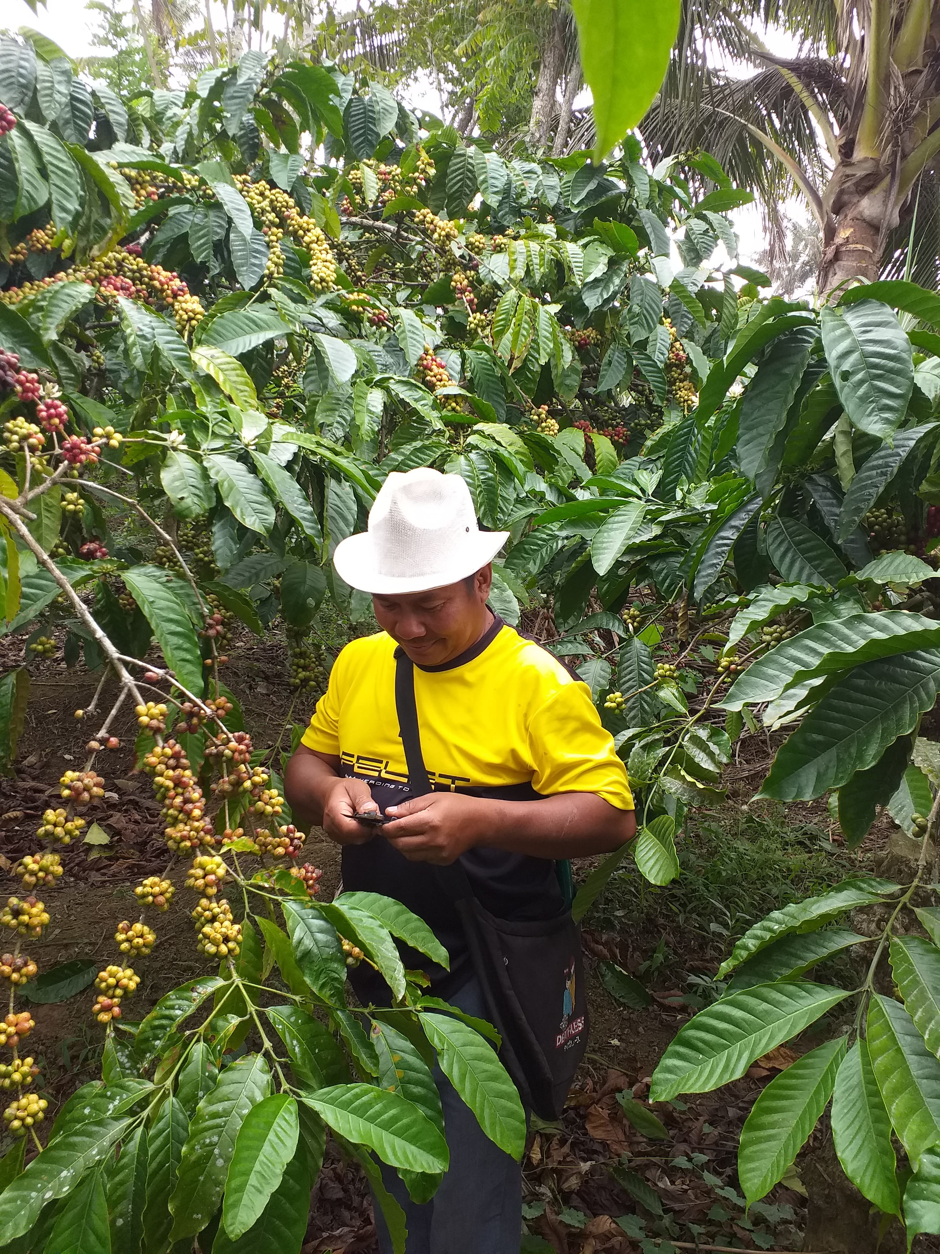TAK PENGARUHI KONSUMEN: Seorang petani kopi di Desa Ampelgading, Kecamatan Tirtoyudo memanen hasil produksinya kemarin.