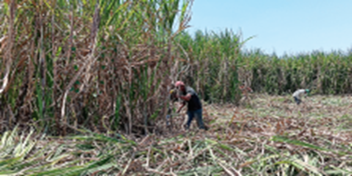 KOMODITAS UTAMA: Seorang petani tebu memanen hasil tanamannya.  Produksinya menurun tapi bisa memenuhi kebutuhan pabrik gula.