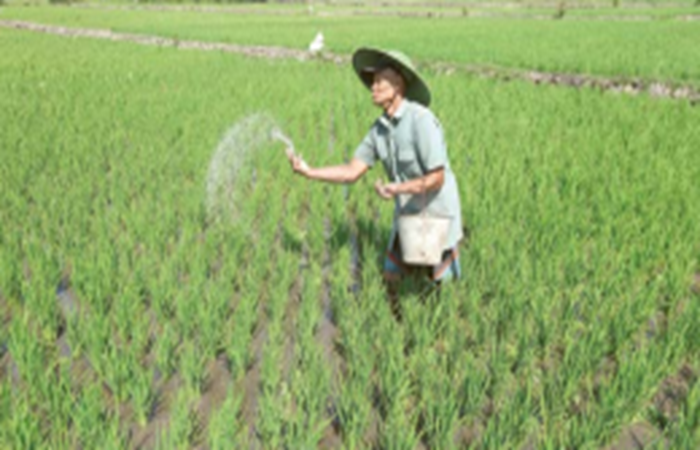 DEMI PANEN TERBAIK: Petani di Kedungkandang menaburkan pupuk.