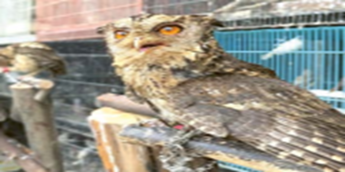 STATUSNYA TERANCAM PUNAH: Celepuk Jawa, salah satu spesies burung hantu dipajang di salah satu lapak Pasar Splendid