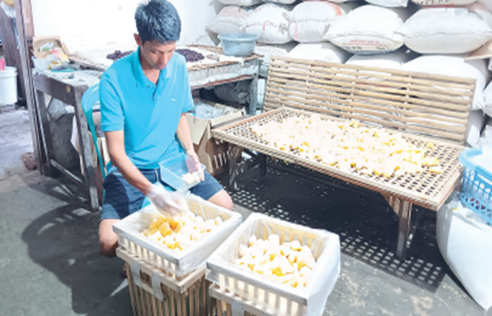 PRODUK LOKAL: Salah seorang warga Desa Banjarsari, Kecamatan Ngajum  mengemasi tapai singkong ke kardus  kemarin (29/9).