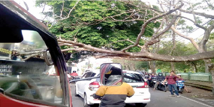 HAMBAT LALU LINTAS: Pohon flamboyan di Jalan IR Rais, Kelurahan Bareng, Kecamatan Klojen tumbang, kemarin pagi.