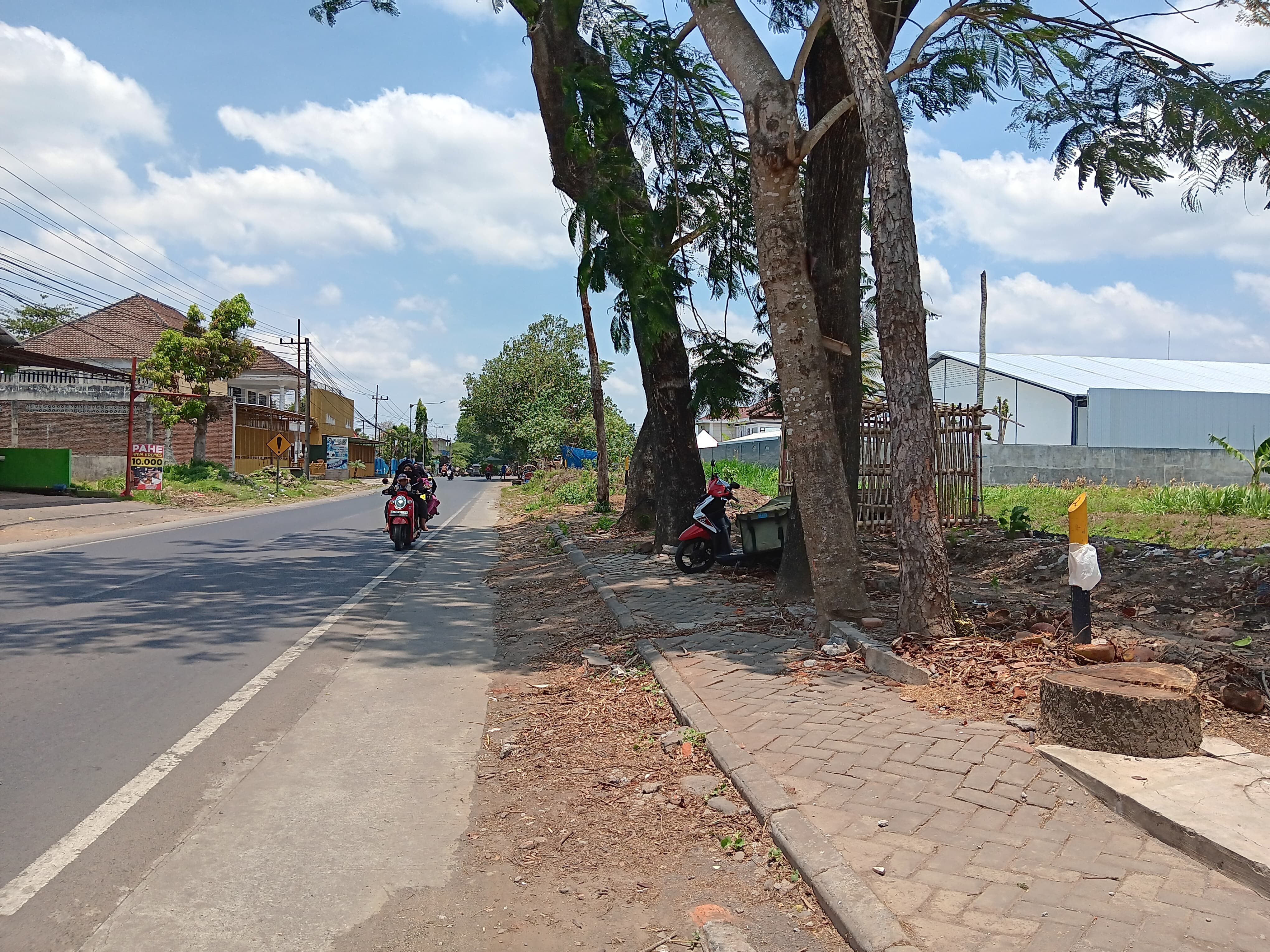 IMBAS PELEBARAN: Beberapa pohon di Jalur Gondanglegi-Wonokerto, Kecamatan Bantur masih belum ditebang.