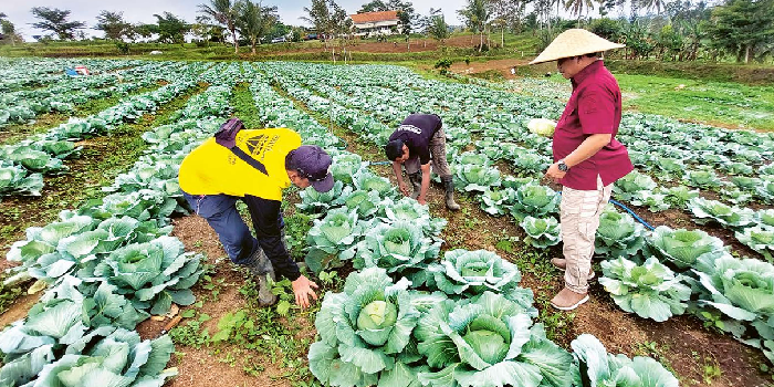 CAPAIAN TERBESAR: Petugas Lapas Lowokwaru bersama narapidana peserta program asimilasi memanen kubis manis yang ditanam di Sarana Asimilasi dan Edukasi (SAE) Ngajum, pekan lalu.