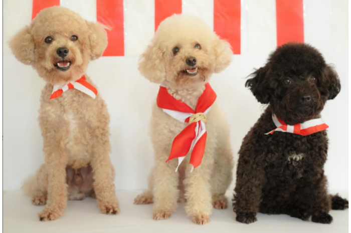 Anabul di Pawvilion Dog Cafe (Instagram Pawvilion Dog Cafe)