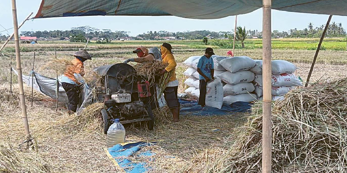 ANDALKAN IRIGASI: Para petani di Kecamatan Sumberpucung, Kabupaten Malang memanen padi pada musim panen tahun ini. (INDAH MEI YUNITA /RADAR KANJURUHAN)