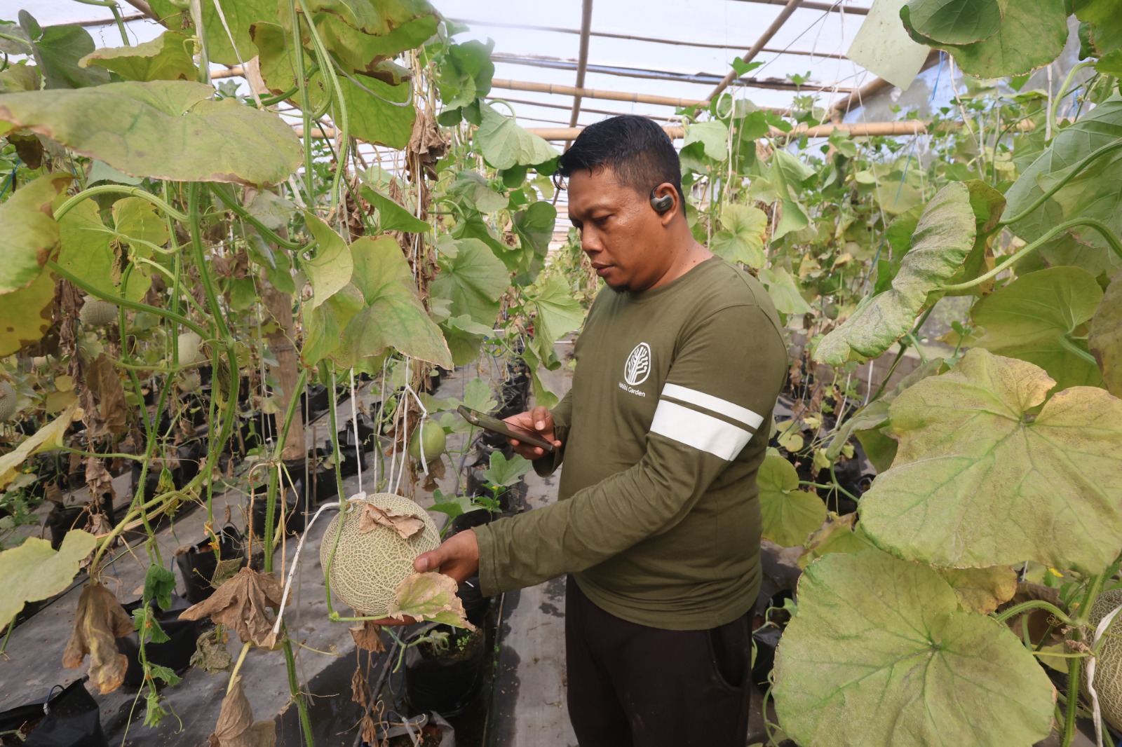 INOVATIF: Bambang Tri Winarko, petani asal Karangpandan, Kecamatan Pakisaji memeriksa kondisi melon melalui metode Internet of Things (IoT) yang terhubung smartphone.