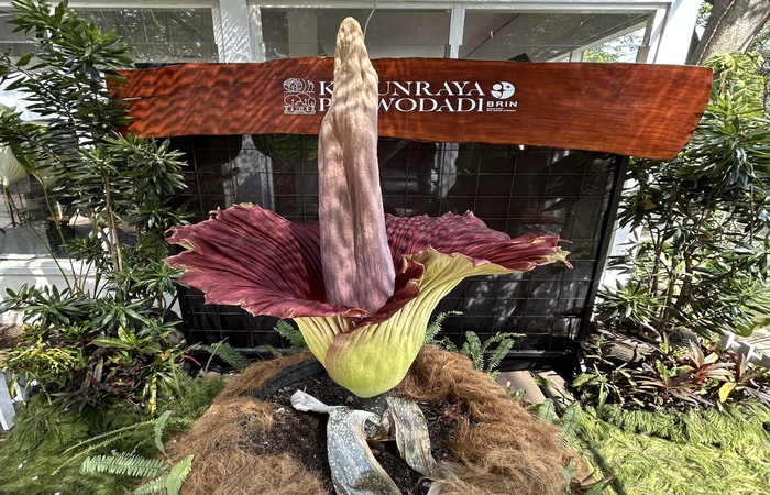 Broto, bunga bangkai raksasa yang pertama mekar di Kebun Raya Purwodadi