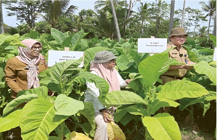 PRODUKSI TEMBAKAU: Tim DTPHP Kabupaten Malang menghadiri panen tembakau di Dampit, Kabupaten Malang.