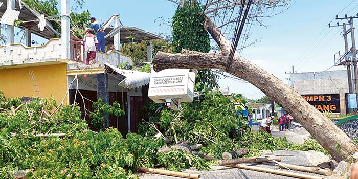 EVAKUASI TIGA JAM: Pohon trembesi dengan tinggi sekitar 10 meter roboh dan menimpa lantai dua rumah warga di Desa Ketindan, Kecamatan Lawang, kemarin