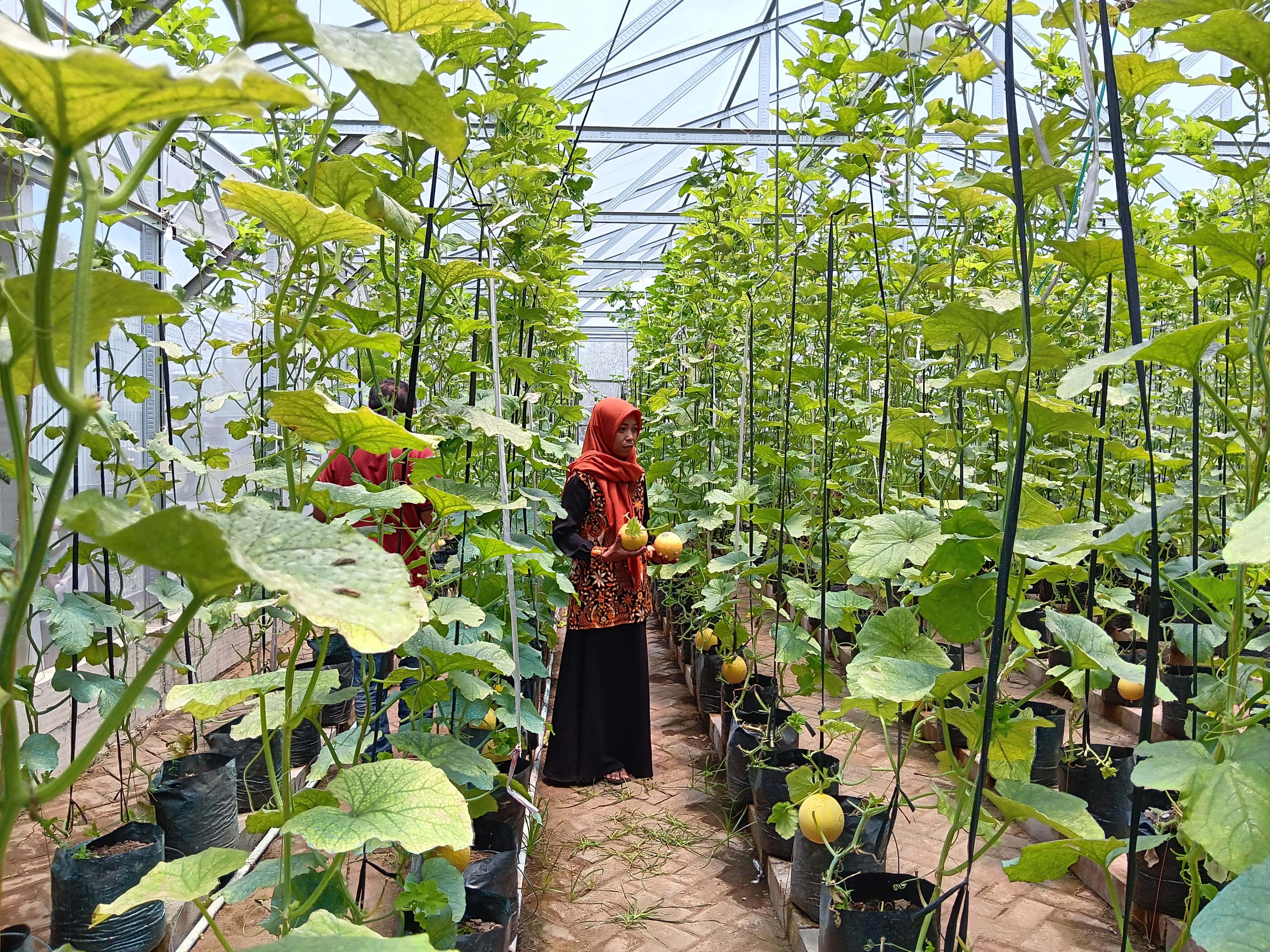 ALTERNATIF BARU: Seorang pengunjung melihat-lihat pertumbuhan melon yang dikembangkan menggunakan Green House Hidroponik di Pakisaji kemarin.