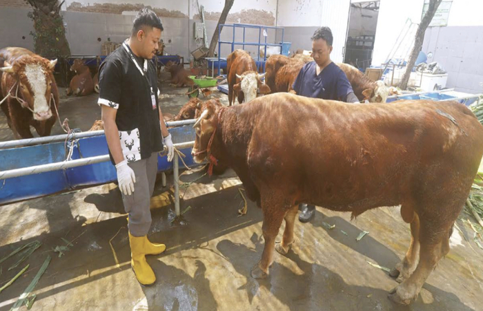 Pengecekan sapi di sebuah RPH.