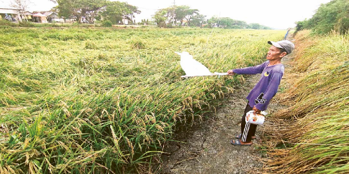 PASRAH: Nur Syam, petani Tambakberas, Cerme, menatap sebagian padi di lahan miliknya roboh akibat diterpa hujan deras dan angin kencang. SHOLEH HILMI/JAWA POS