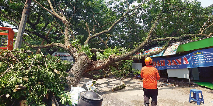 EVAKUASI BEBERAPA JAM: Depot di Jalan Trunojoyo, Kelurahan Kiduldalem, Kecamatan Klojen tertimpa pohon trembesi yang tumbang kemarin siang (25/10). DARMONO/ RADAR MALANG