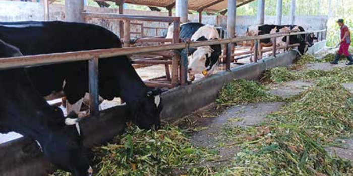 Sapi Aset Pemerintah Kabupaten Malang Tersisa 38 Ekor