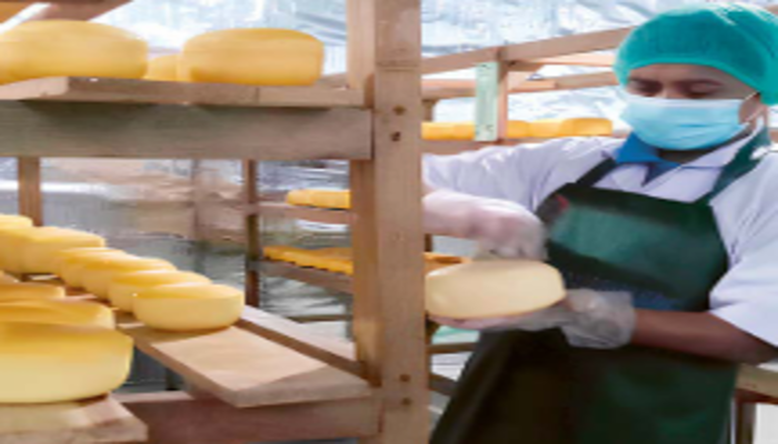 PRODUKSI: Pekerja menata keju gouda  di ruang penyimpanan UPT Pembibitan dan Pengolahan Hasil Ternak Sapi Perah di Desa Bambang,  Kecamatan Wajak, Kabupaten Malang.