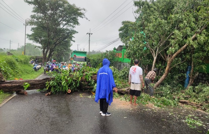 MENUTUP JALAN: Pohon sono di depan SDN 1 Majangtengah, Dampit tumbang lebih dulu kemarin (28/11).