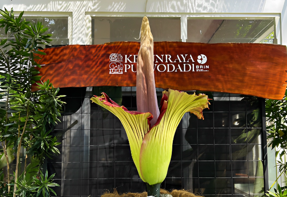 Menuju Mekar Amorphophallus titanum di Kebun Raya Purwodadi (Instagram kebunraya_purwodadi)