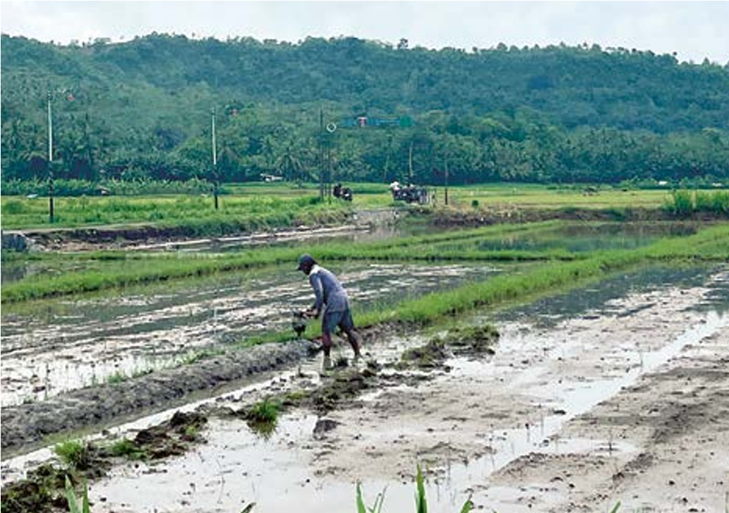 DILEMA: Sebagian petani di Desa Sitiarjo mulai bersiap menanam padi kemarin (3/12). Namun, mereka juga dihantui ancaman banjir akibat intensitas hujan yang tinggi. NAHDIATUL AFFANDIAH/RADAR MALANG
