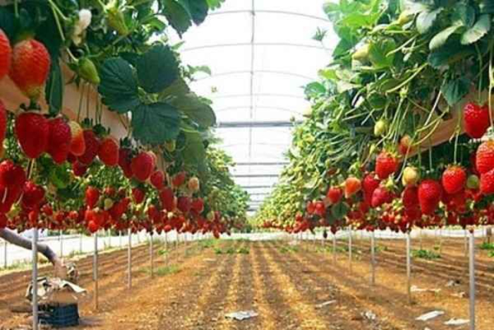 Ilustrasi Kebun Strawberry (sumber: pinterest)