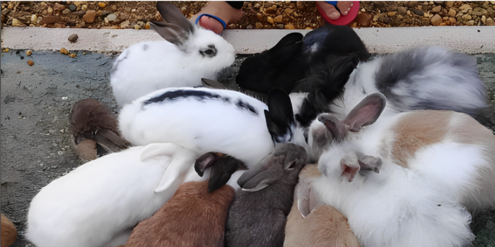 Wiata Rabbit Park Bukit Batu (Intagram @rabitparkbukitbatu)