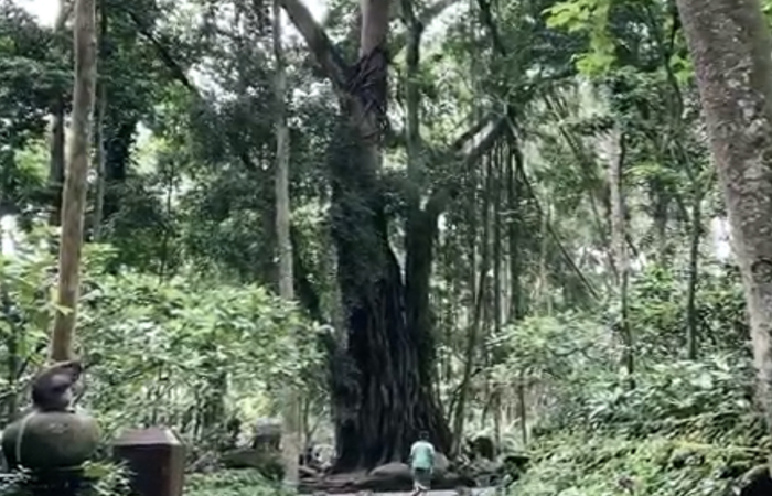 Monkey Forest Ubud