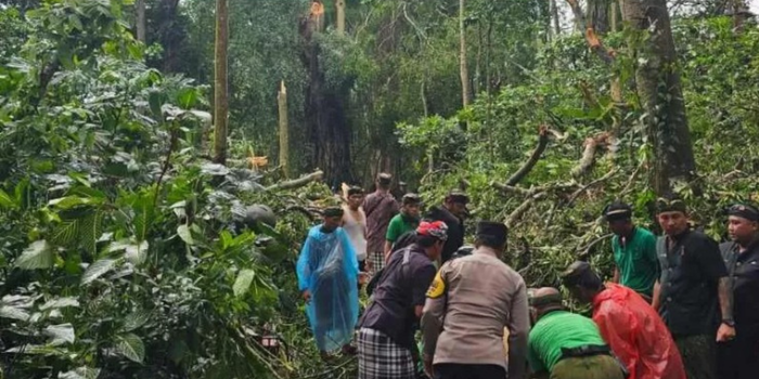 Evakuasi korban seusai kejadian pohon berukuran besar menimpa wisatawan yang berkunjung ke Monkey Forest Ubud.(foto:polres Gianyar)
