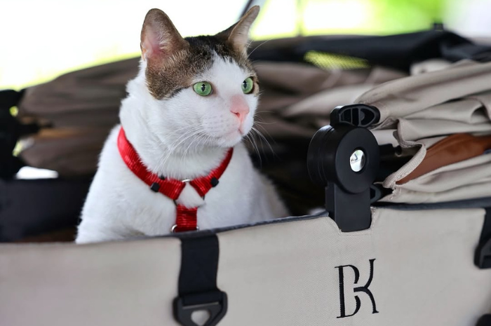 Bobby Kertanegara, kucing Presiden Prabowo Subianto mendapatkan penghargaan dari Google (Instagram Bobby Kertanegara).